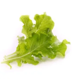 Veritable Lingot® Eikenbladsla BIO - Voor Véritable® Moestuinen -Meubilair Geschäft 22aed90f5f7f445f920d17d3887fc3bb