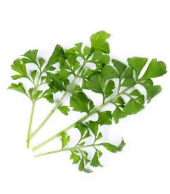 Veritable Lingot® Waterkers BIO - Voor Véritable® Moestuinen 5 Veritable Lingot® Waterkers BIO - Voor Véritable® Moestuinen -Meubilair Geschäft 315e3a09d9754176b1ae4ff6280e7280