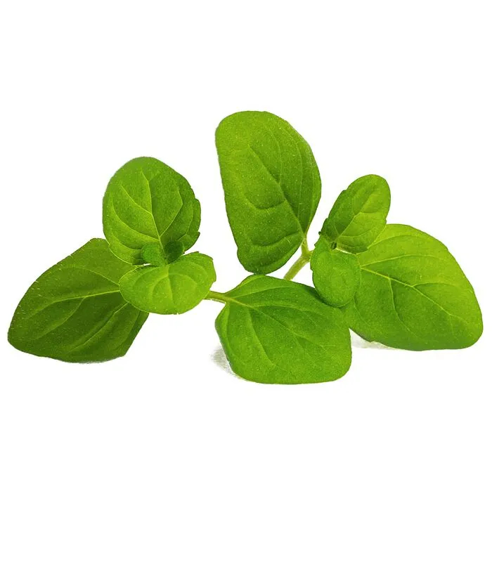 Veritable Lingot® Ijsmunt BIO - Voor Véritable® Indoor Moestuinen 4 Veritable Lingot® Ijsmunt BIO - Voor Véritable® Indoor Moestuinen - Image 2