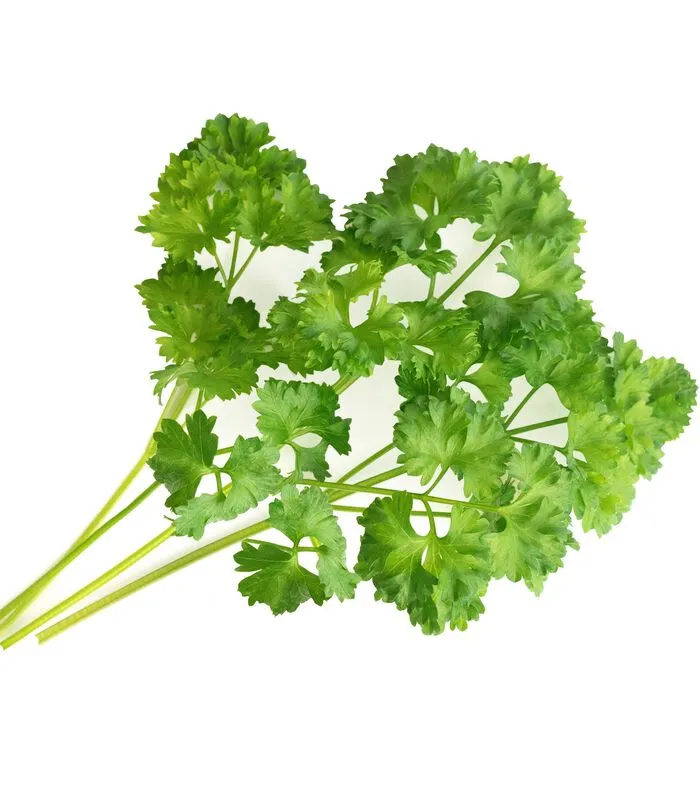 Veritable Lingot® Krulpeterselie BIO - Voor Véritable® Moestuinen 4 Veritable Lingot® Krulpeterselie BIO - Voor Véritable® Moestuinen - Image 2