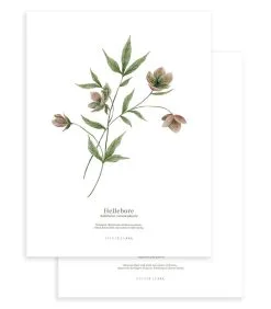 Lilipinso WELLINGTON Set Van 2 Kinderposters - Bloemen Botanicals
