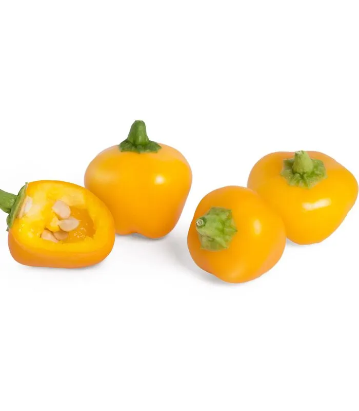Veritable Lingot® Mini Gele Paprika BIO - Voor Moestuinen 4 Veritable Lingot® Mini Gele Paprika BIO - Voor Moestuinen - Image 2