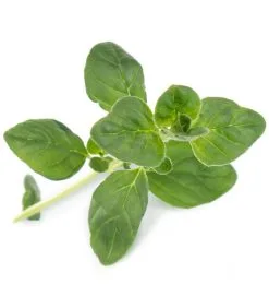 Veritable Lingot® Oregano BIO - Voor Véritable® Indoor Moestuinen -Meubilair Geschäft 558bbb8cbe2142cab2fe0bd33840bc31