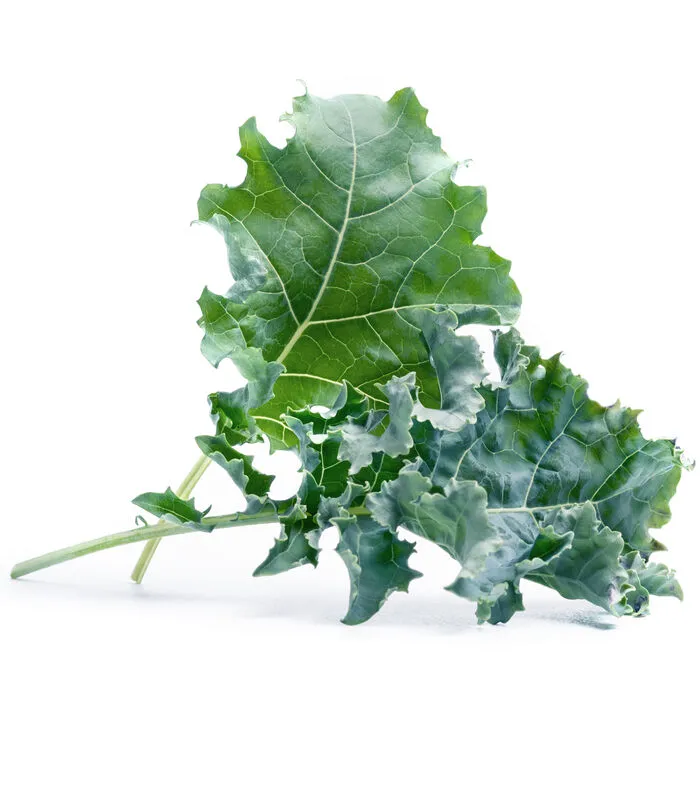 Veritable Lingot® Boerenkool BIO - Voor Véritable® Moestuinen 4 Veritable Lingot® Boerenkool BIO - Voor Véritable® Moestuinen - Image 2