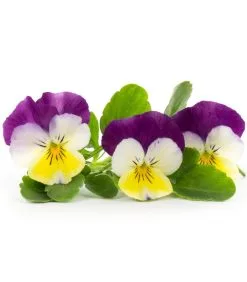 Veritable Lingot® Gedachte Tricolor BIO - Voor Moestuinen -Meubilair Geschäft 68f7da59ec6b4f199bd753b45f1d8f9d