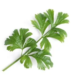 Veritable Lingot® Selderij BIO - Voor Véritable® Indoor Moestuinen -Meubilair Geschäft 6e8839885d644d2e9d9d6bed18079e9c