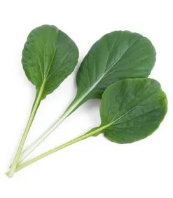 Veritable Lingot® Tatsoi BIO - Voor Véritable® Indoor Moestuinen -Meubilair Geschäft 84e9d1a481f647df8f3cf24c062851f3