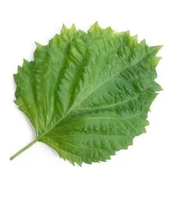 Veritable Lingot® Shiso Groen BIO - Voor Moestuinen 5 Veritable Lingot® Shiso Groen BIO - Voor Moestuinen -Meubilair Geschäft 910e99c6ee7144dbbab899f938fbcd63