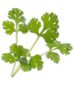 Veritable Lingot® Koriander - Voor Véritable® Indoor Moestuinen -Meubilair Geschäft a0d9fc21d4c4482bbba91def8788f89d