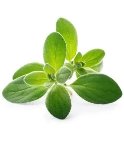 Veritable Lingot® Marjolein BIO - Voor Véritable® Moestuinen -Meubilair Geschäft a5460606b1784dd5b0de05bc4f133484