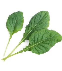 Veritable Lingot® Komatsuma - Voor Véritable® Indoor Moestuinen -Meubilair Geschäft ad1a0c83f3de4253a6f2b8d79171b221