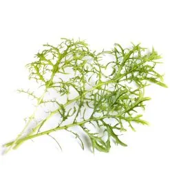 Veritable Lingot® Groene Mosterd BIO - Voor Véritable® Moestuinen -Meubilair Geschäft bde53fd9be2c47eca71e825d9edad0d9