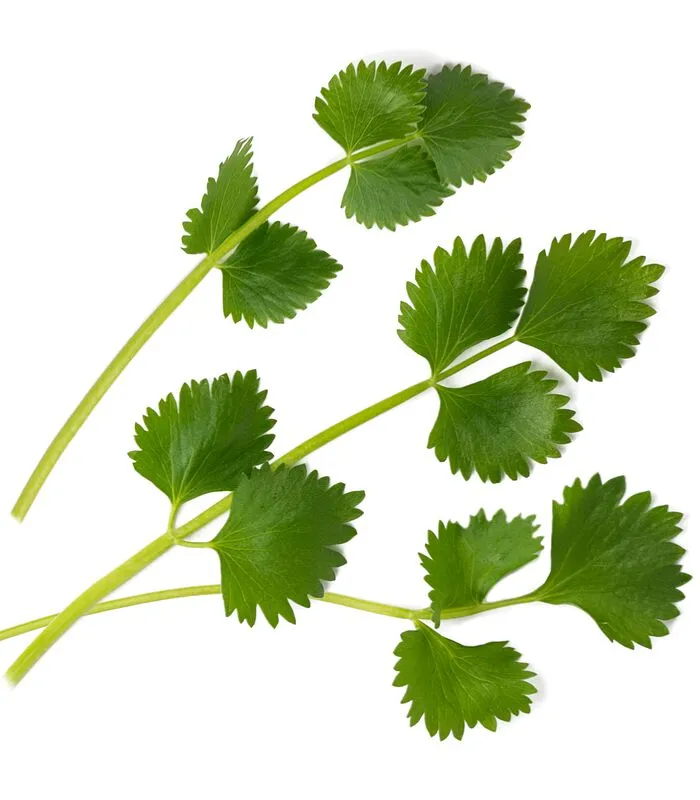 Veritable Lingot® Groene Anijs BIO - Voor Véritable® Moestuinen 4 Veritable Lingot® Groene Anijs BIO - Voor Véritable® Moestuinen - Image 2