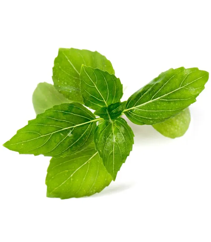 Veritable Biologische Kaneel Basilicum Lingot® ORGANIC 4 Veritable Biologische Kaneel Basilicum Lingot® ORGANIC - Image 2