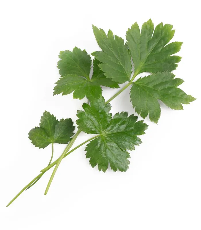 Veritable Lingot® Japanse Peterselie Mitsuba BIO - Voor Moestuinen 4 Veritable Lingot® Japanse Peterselie Mitsuba BIO - Voor Moestuinen - Image 2