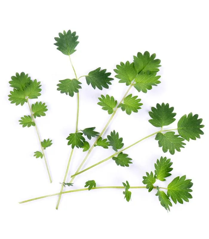 Veritable Lingot® Pimprenelle BIO - Voor Véritable® Moestuinen 4 Veritable Lingot® Pimprenelle BIO - Voor Véritable® Moestuinen - Image 2