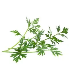 Veritable Lingot® Meadow Komijn BIO - Voor Moestuinen -Meubilair Geschäft f1d67be9cea445bca1887aacbbdd8554