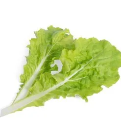 Veritable Lingot® Pai Tsai - Voor Véritable® Indoor Moestuinen -Meubilair Geschäft f7cbaed4616a4211a066c2da6f360a88