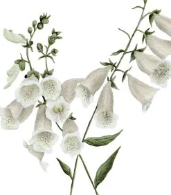 Lilipinso WELLINGTON Set Van 2 Kinderposters - Bloemen Botanicals -Meubilair Geschäft fa9ff4c414ce4ec2a1bff8e73a5d4f1b